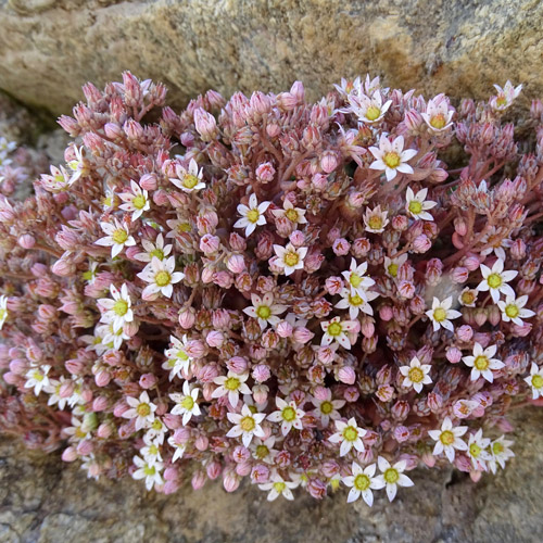 Dickblättriger Mauerpfeffer / Sedum dasphyllum