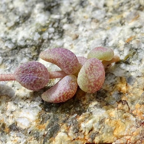 Dickblättriger Mauerpfeffer / Sedum dasphyllum