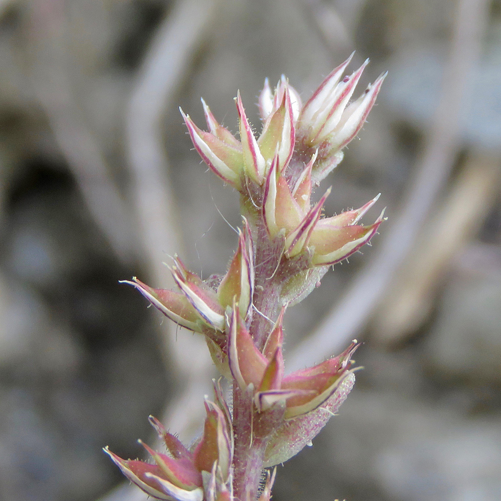 Rötlicher Mauerpfeffer / Sedum rubens