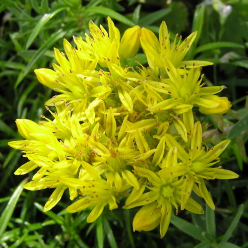 Felsen-Mauerpfeffer / Sedum rupestre