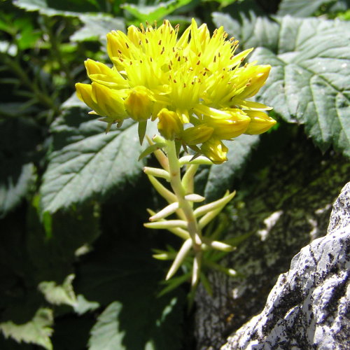 Felsen-Mauerpfeffer / Sedum rupestre