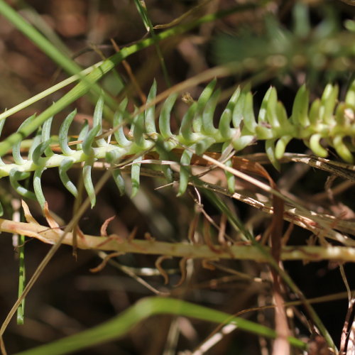 Felsen-Mauerpfeffer / Sedum rupestre