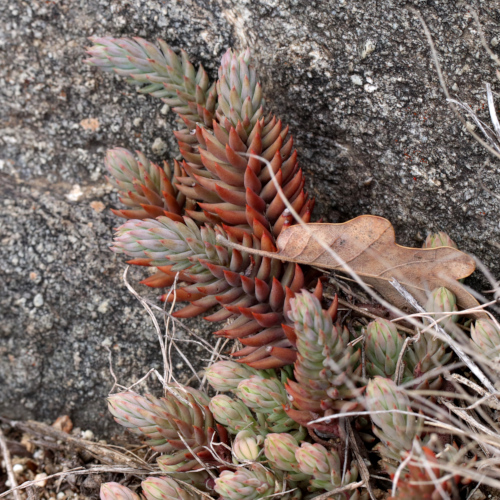 Felsen-Mauerpfeffer / Sedum rupestre