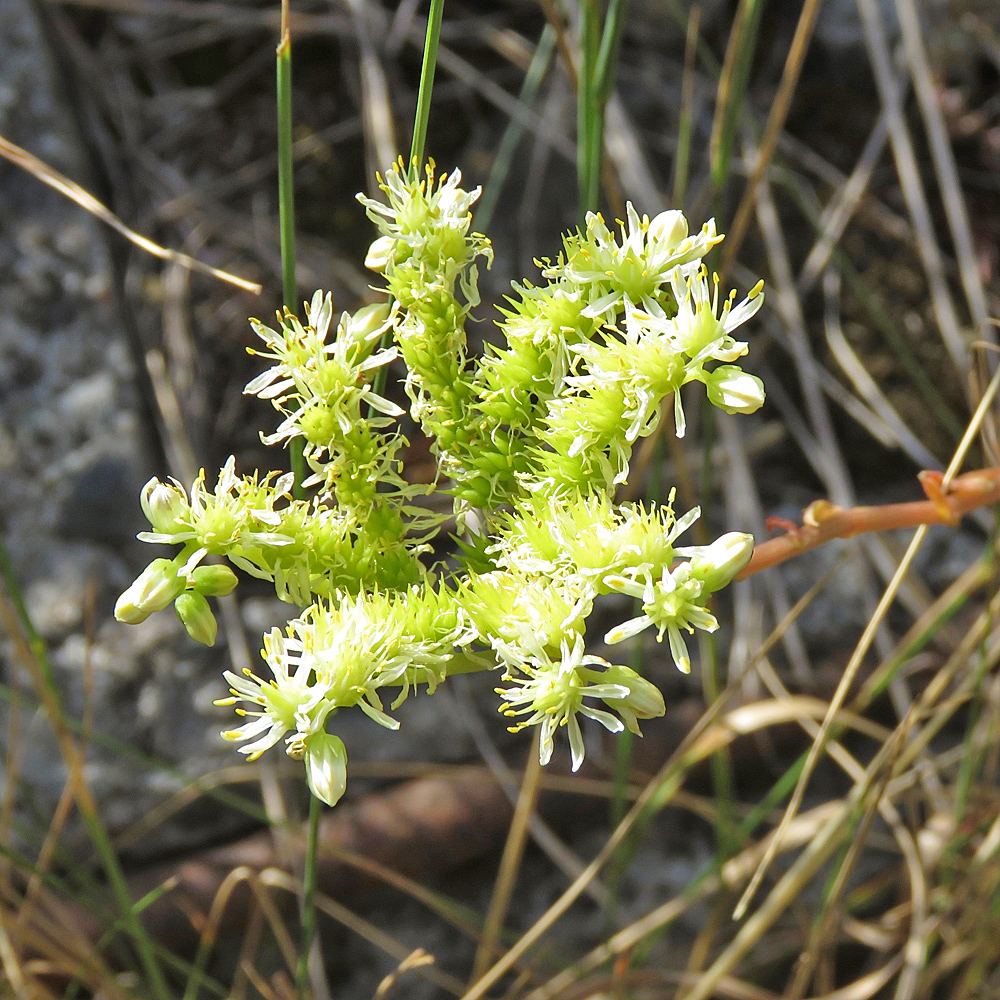 Nizza-Felsen-Mauerpfeffer / Sedum sediforme (Foto: ©Christian Kaderli) Nizza-Felsen-Mauerpfeffer / Sedum sediforme