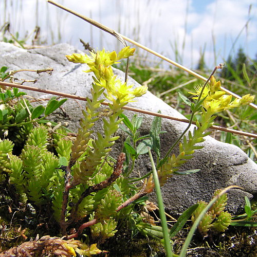 Milder Mauerpfeffer / Sedum sexangulare