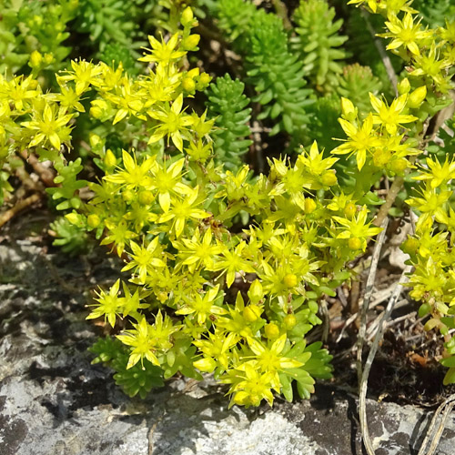 Milder Mauerpfeffer / Sedum sexangulare