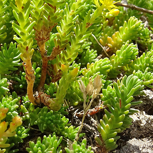 Milder Mauerpfeffer / Sedum sexangulare