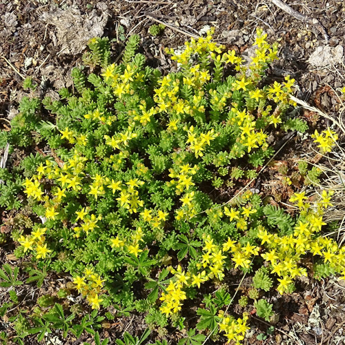 Milder Mauerpfeffer / Sedum sexangulare