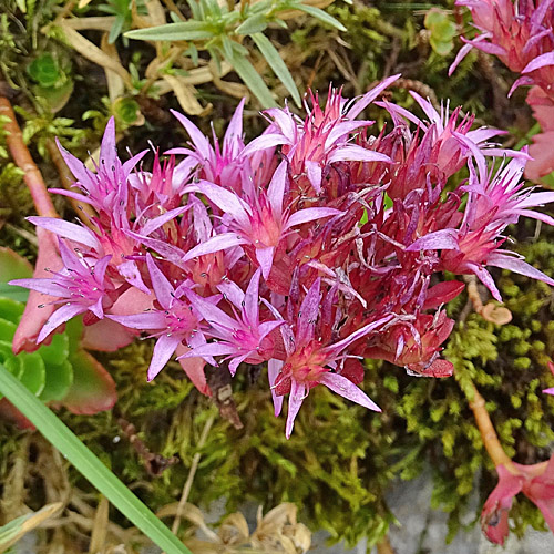 Kaukasus-Fettkraut / Sedum spurium