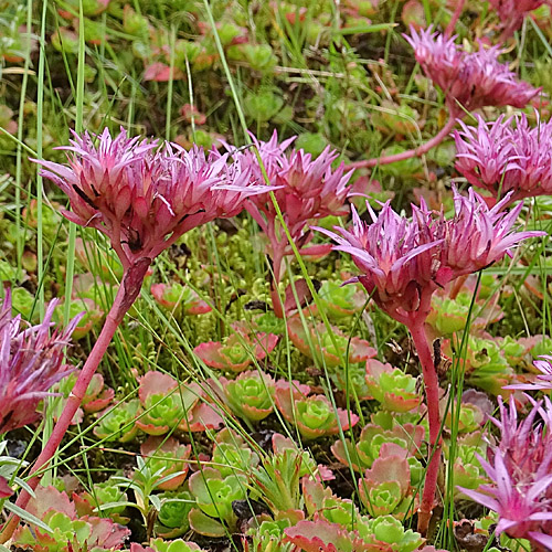 Kaukasus-Fettkraut / Sedum spurium