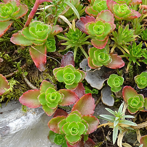 Kaukasus-Fettkraut / Sedum spurium