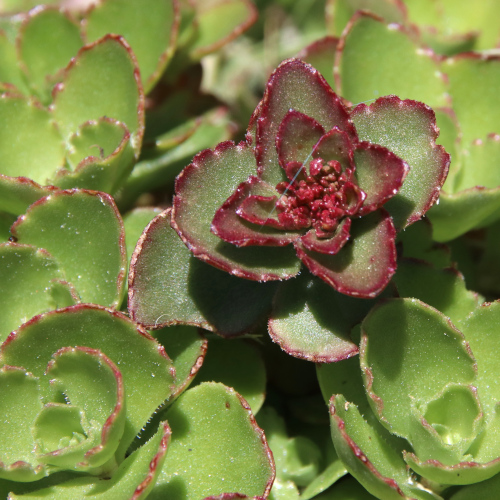 Kaukasus-Fettkraut / Sedum spurium