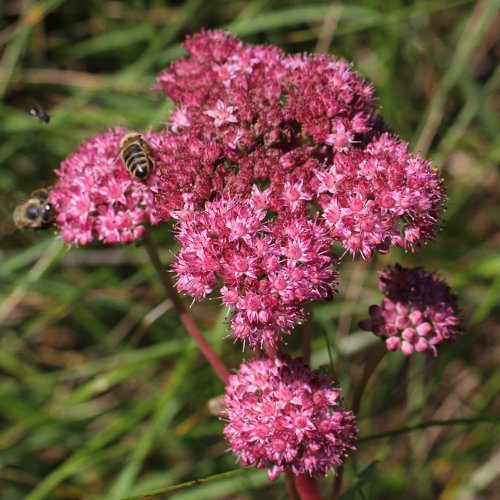 Purpurrotes Riesen-Fettkraut / Sedum telephium