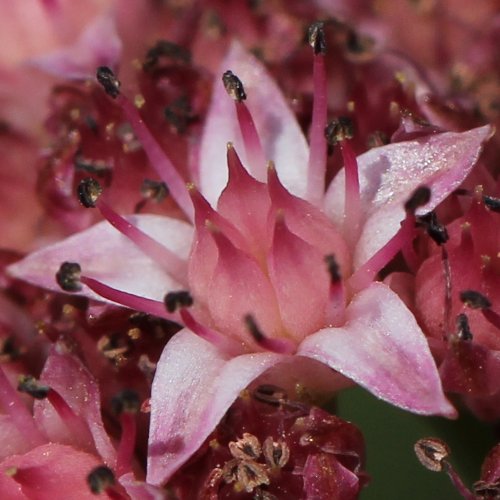 Purpurrotes Riesen-Fettkraut / Sedum telephium