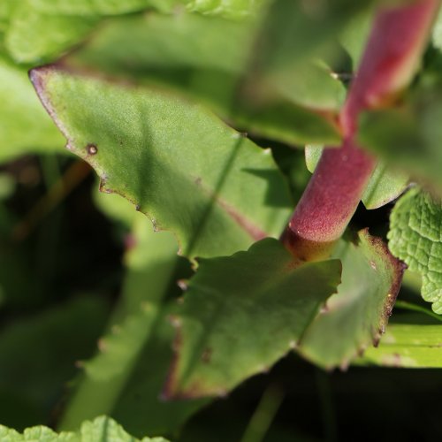 Purpurrotes Riesen-Fettkraut / Sedum telephium