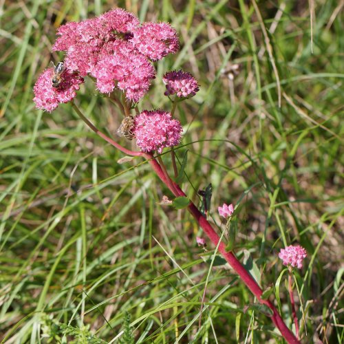 Purpurrotes Riesen-Fettkraut / Sedum telephium