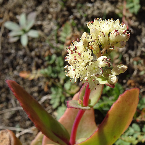 Gewöhnliches Riesen-Fettkraut / Sedum telephium subsp. maximum