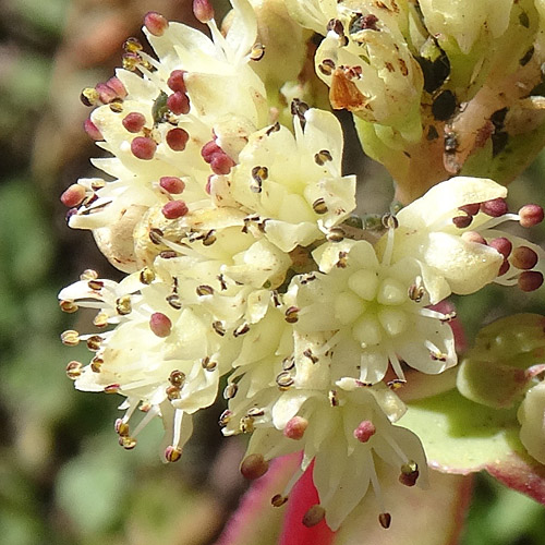 Gewöhnliches Riesen-Fettkraut / Sedum telephium subsp. maximum