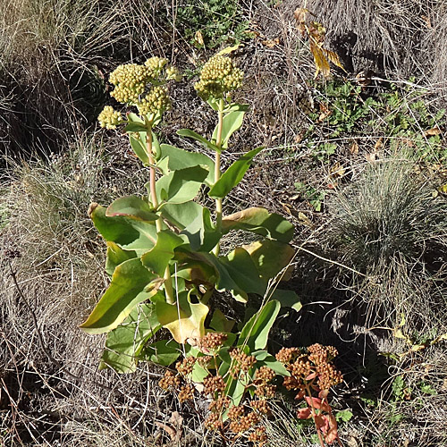 Gewöhnliches Riesen-Fettkraut / Sedum telephium subsp. maximum