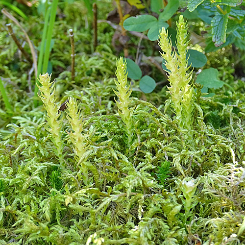 Dorniger Moosfarn / Selaginella selaginoides