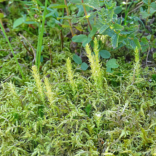 Dorniger Moosfarn / Selaginella selaginoides