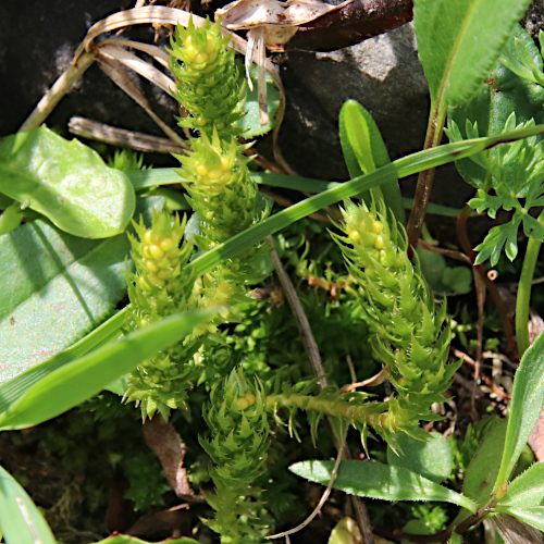Dorniger Moosfarn / Selaginella selaginoides