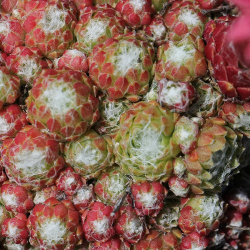 Spinnweb-Hauswurz / Sempervivum arachnoideum