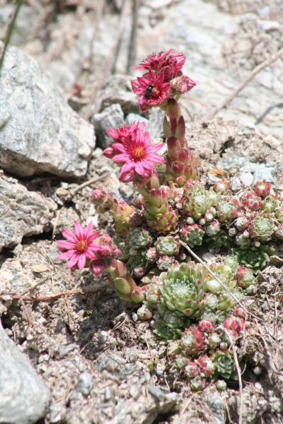 Spinnweb-Hauswurz / Sempervivum arachnoideum