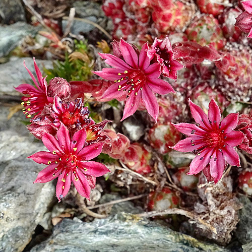 Spinnweb-Hauswurz / Sempervivum arachnoideum