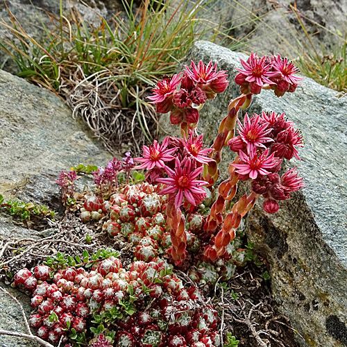 Spinnweb-Hauswurz / Sempervivum arachnoideum