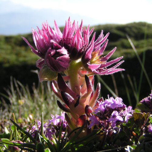 Berg-Hauswurz / Sempervivum montanum