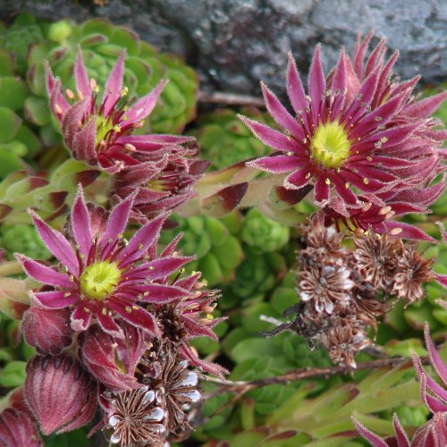 Berg-Hauswurz / Sempervivum montanum