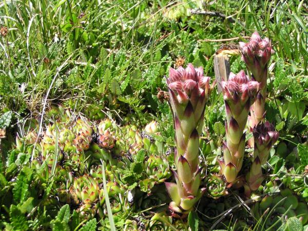 Berg-Hauswurz / Sempervivum montanum