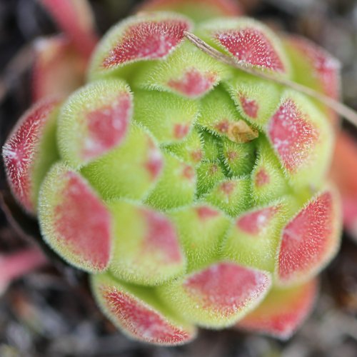 Berg-Hauswurz / Sempervivum montanum