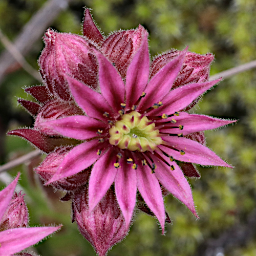 Berg-Hauswurz / Sempervivum montanum