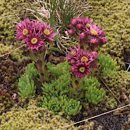 Berg-Hauswurz / Sempervivum montanum