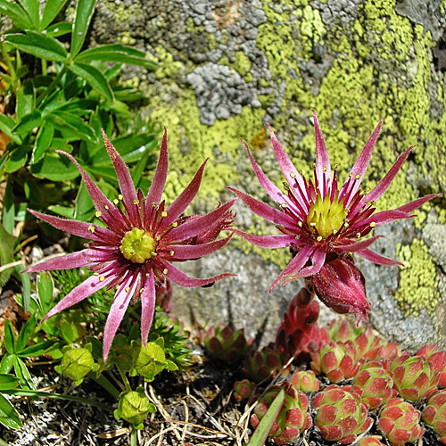 Berg-Hauswurz / Sempervivum montanum