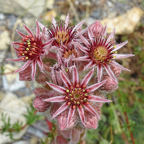 Dach-Hauswurz / Sempervivum tectorum