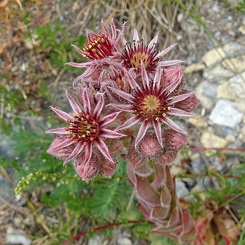 Dach-Hauswurz / Sempervivum tectorum