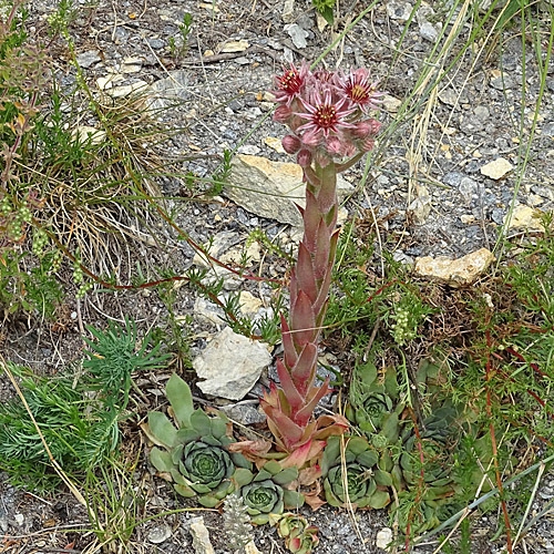 Dach-Hauswurz / Sempervivum tectorum