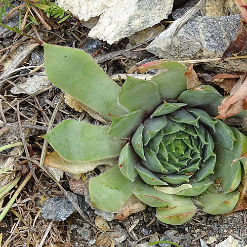 Dach-Hauswurz / Sempervivum tectorum