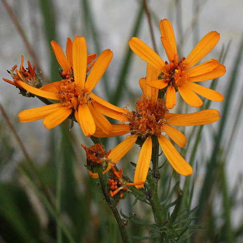 Eberreisblättrigees Greiskraut / Senecio abrotanifolius