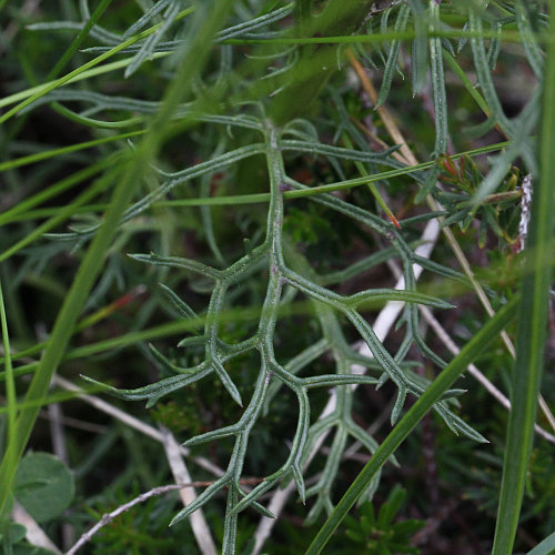 Eberreisblättrigees Greiskraut / Senecio abrotanifolius