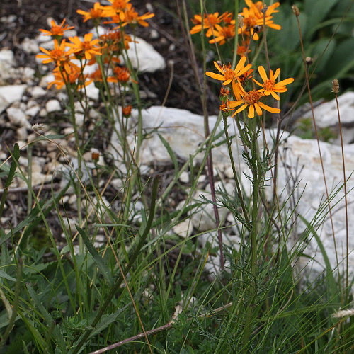 Eberreisblättrigees Greiskraut / Senecio abrotanifolius