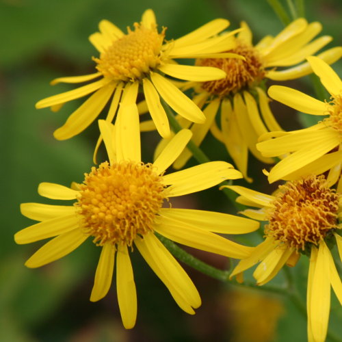 Alpen-Greiskraut / Senecio alpinus