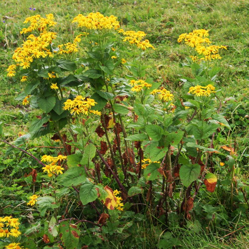 Alpen-Greiskraut / Senecio alpinus