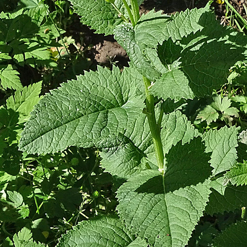 Alpen-Greiskraut / Senecio alpinus