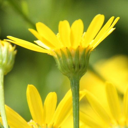 Wasser-Greiskraut / Senecio aquaticus