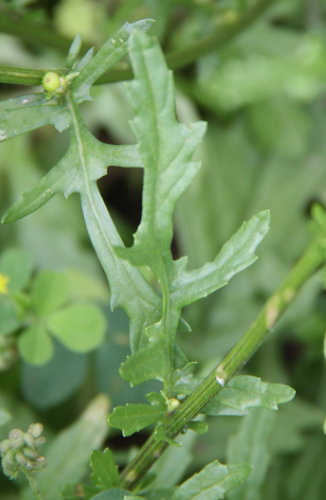 Wasser-Greiskraut / Senecio aquaticus