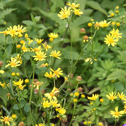 Wasser-Greiskraut / Senecio aquaticus